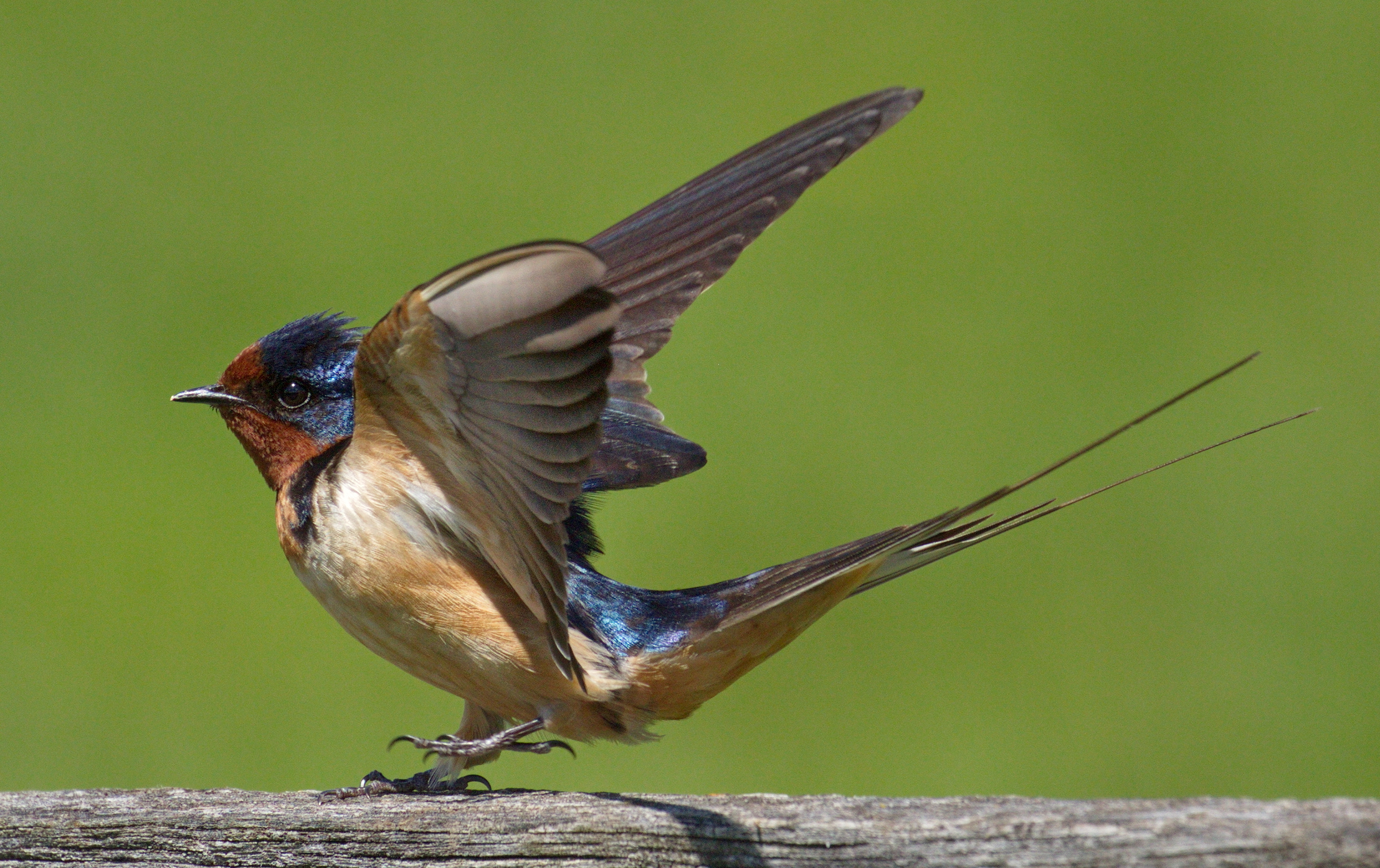 Barn Swallow San Diego Bird Spot