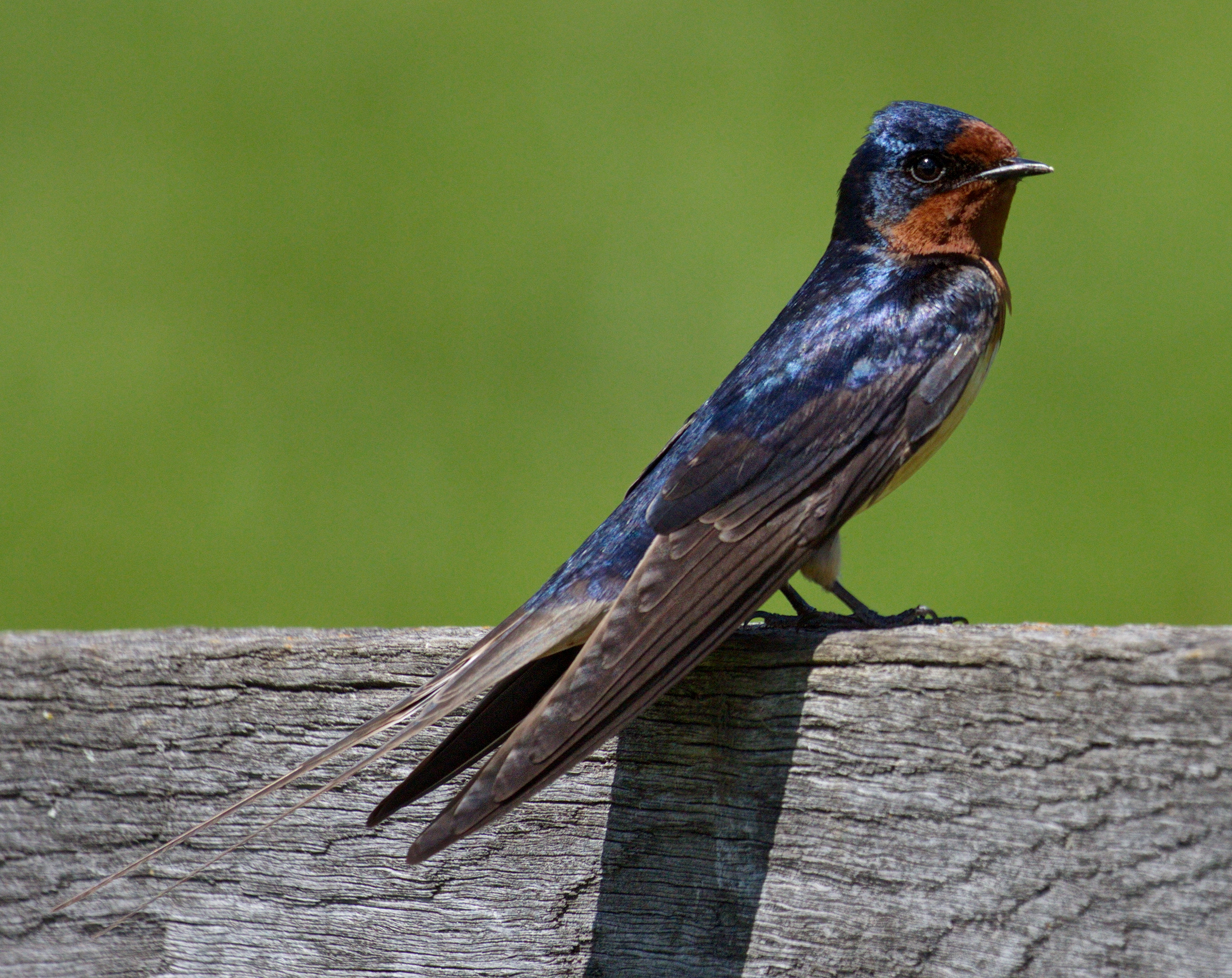 Barn Swallow San Diego Bird Spot 