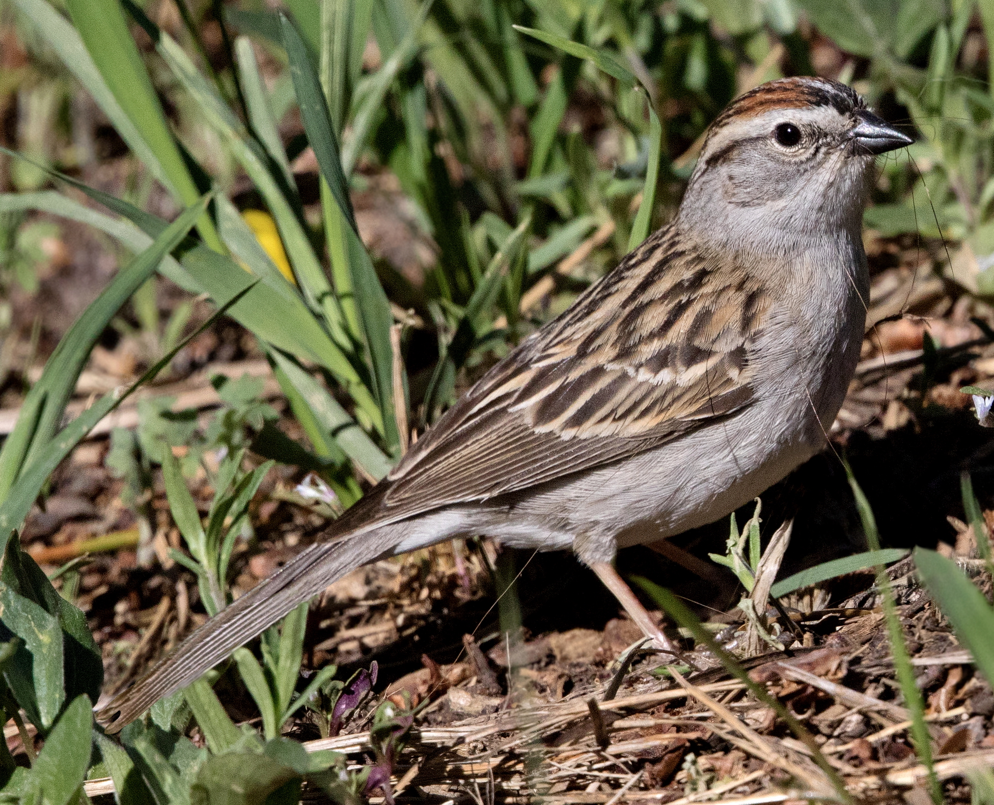 Chipping Sparrow | San Diego Bird Spot