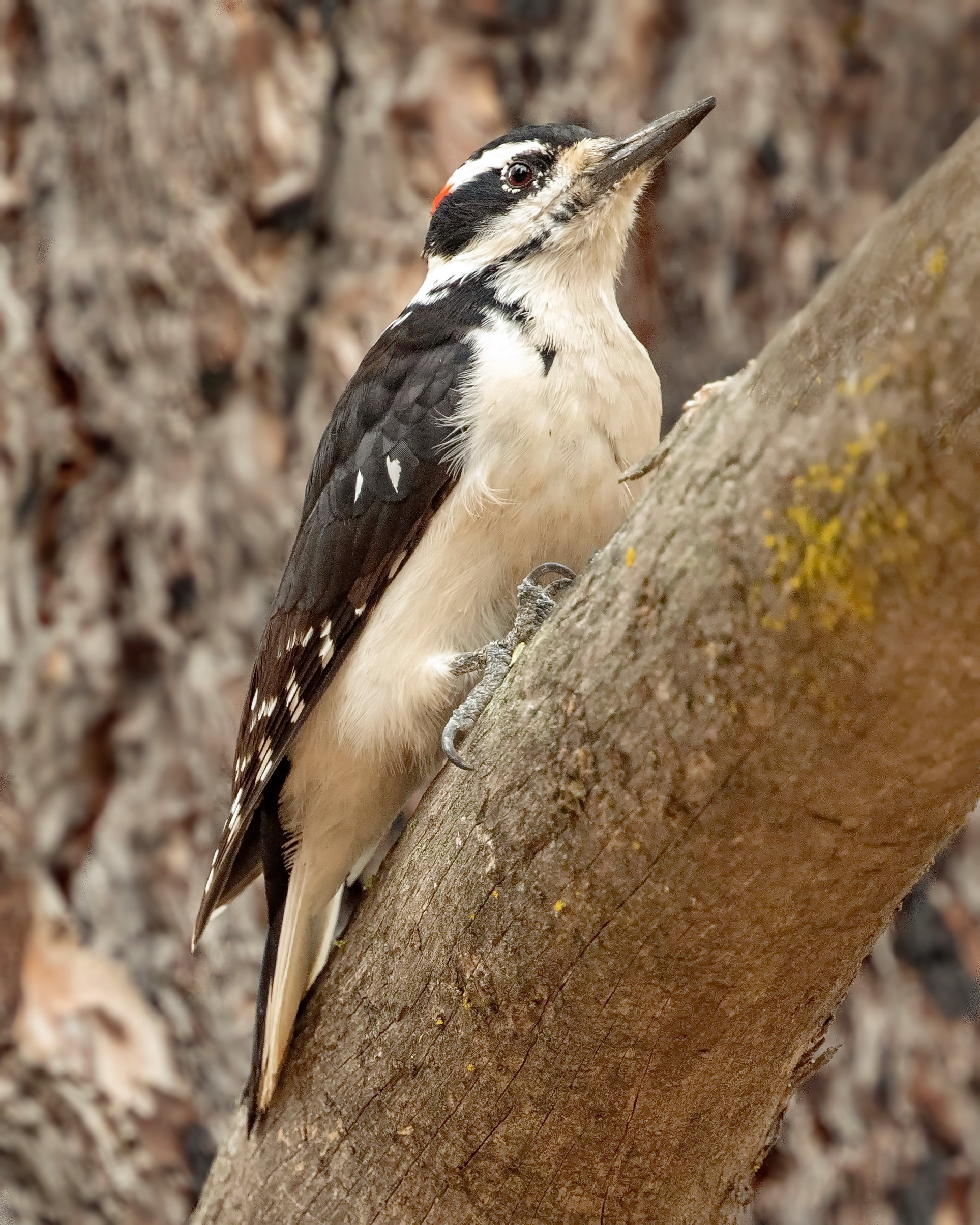 Hairy Woodpecker San Diego Bird Spot
