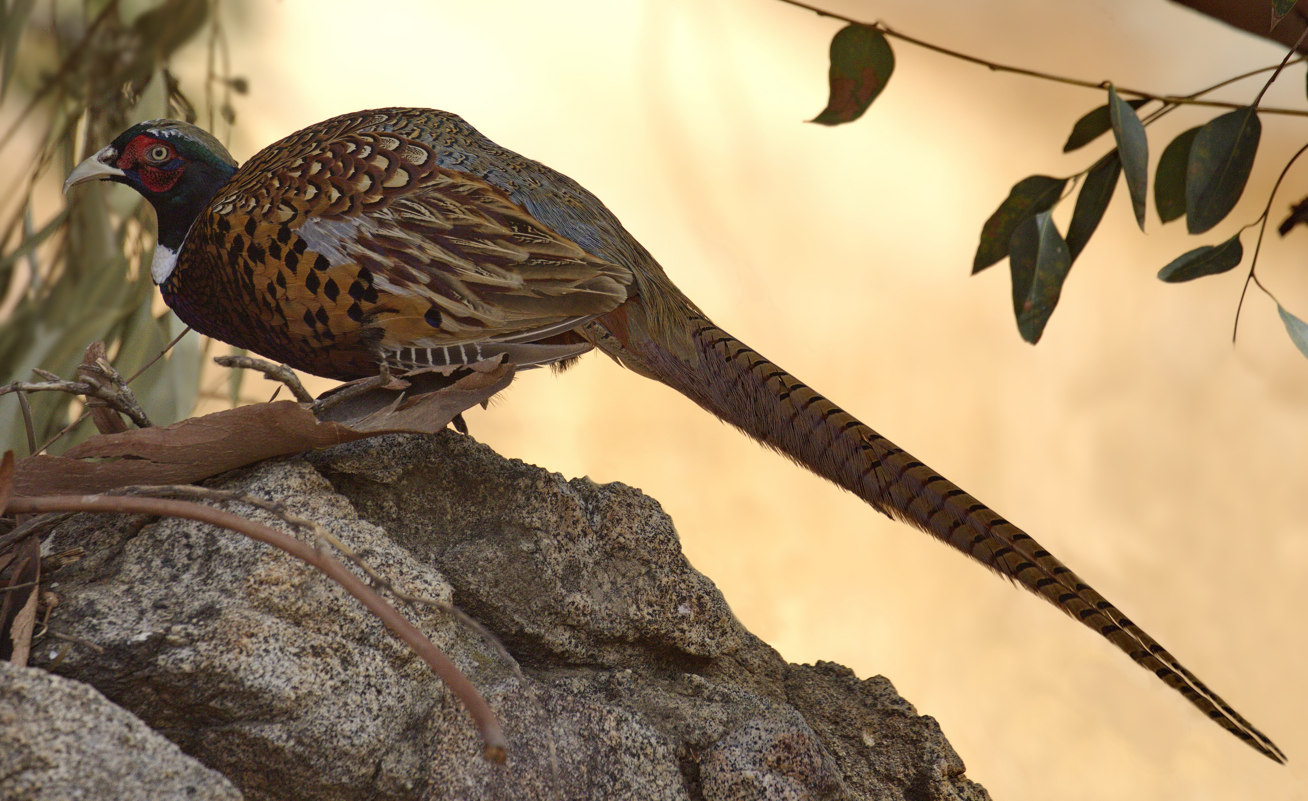 jellycat pheasant