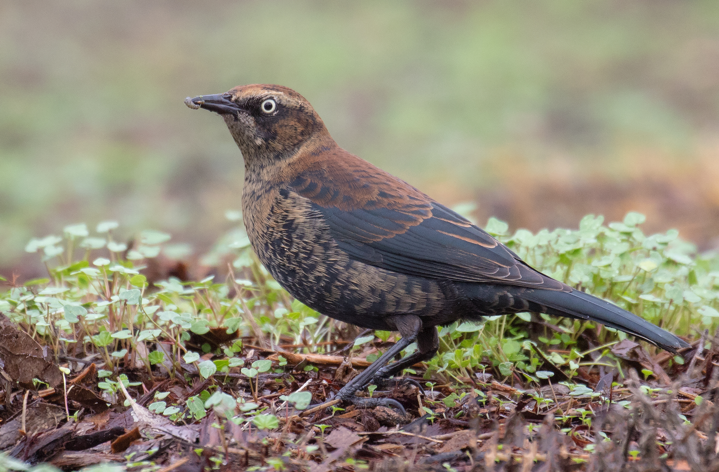 blackbird teddy