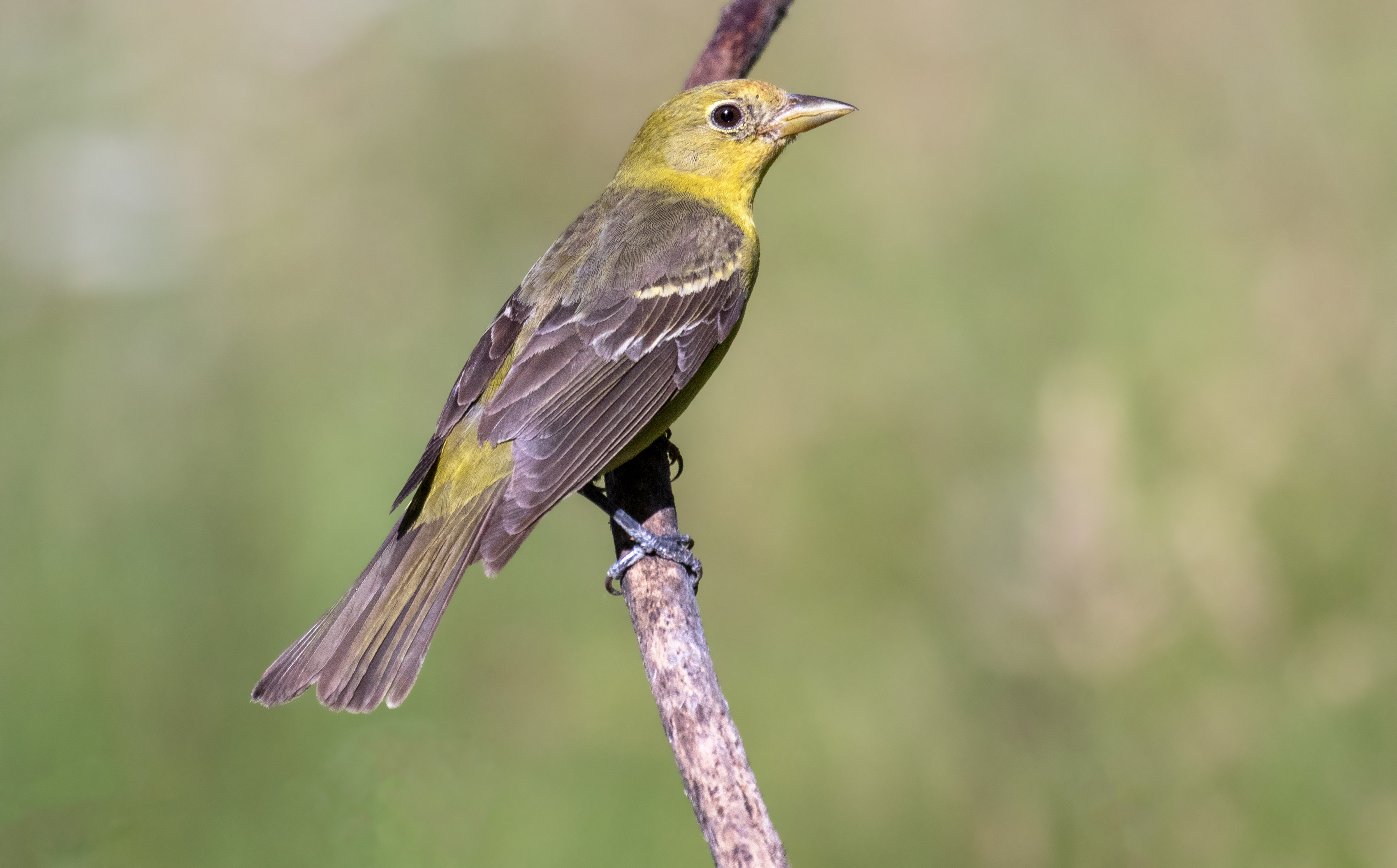 Western Tanager San Diego Bird Spot