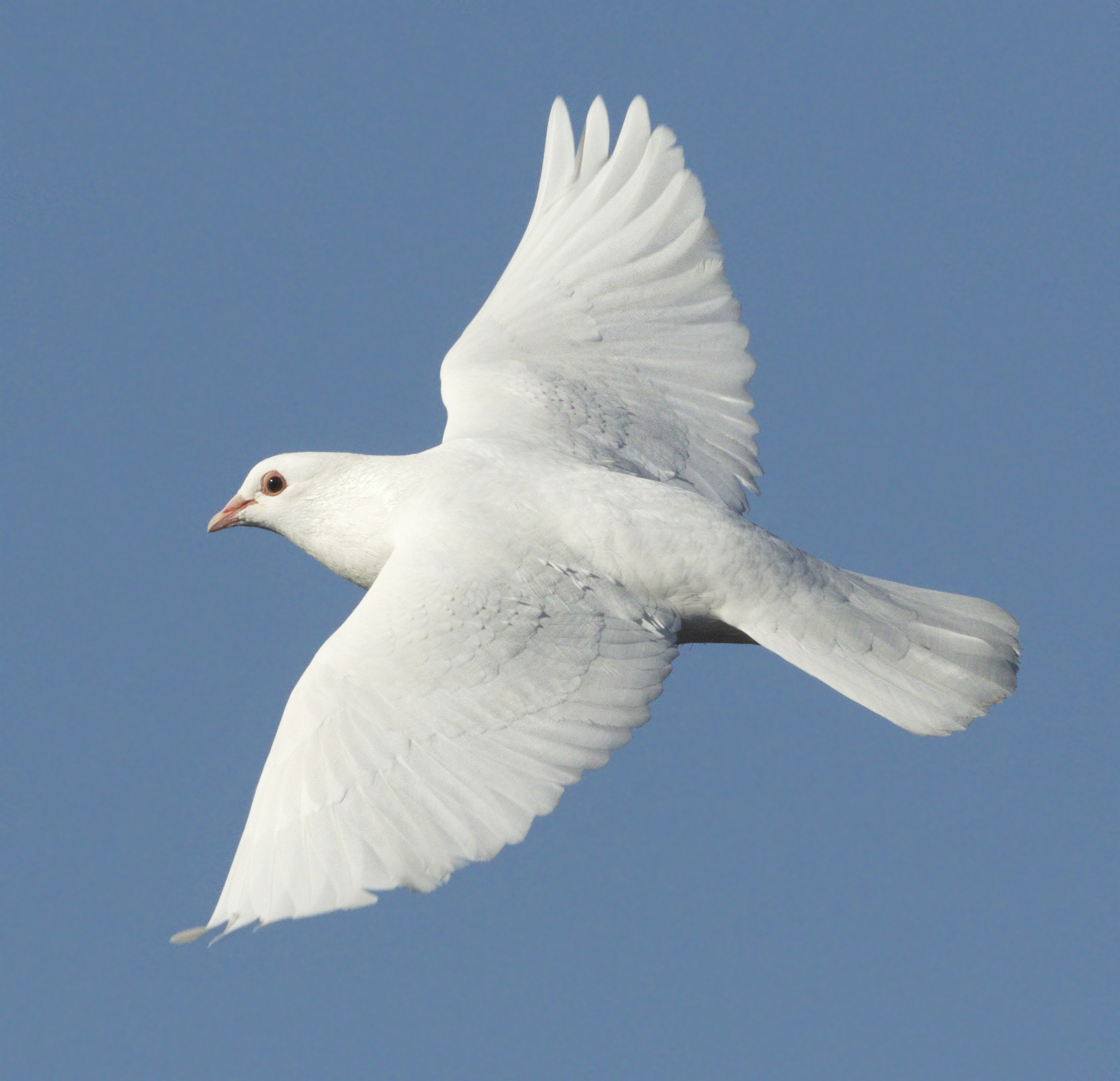 Top 95+ Images picture of a white dove bird Superb