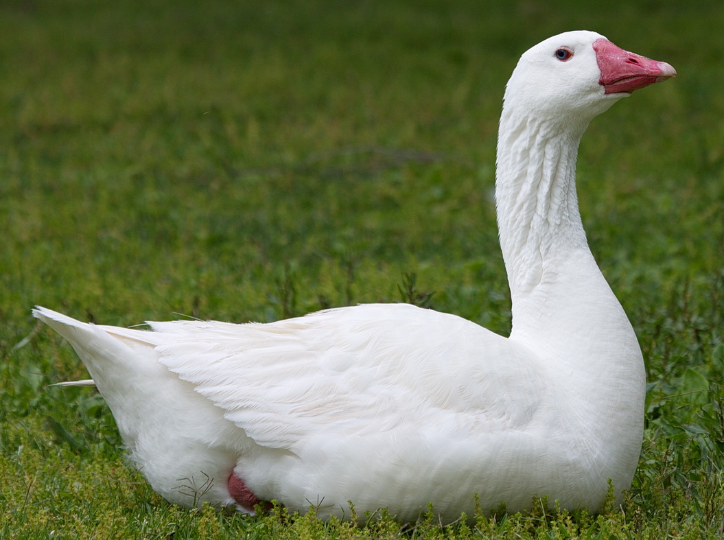 White Goose San Diego Bird Spot