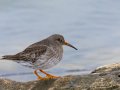 Purple Sandpiper - Old Hickory Lake--Snow Bunting Peninsula (Old Hickory Pointe), Davidson, Tennessee 1/31/2025
