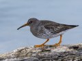 Purple Sandpiper - Old Hickory Lake--Snow Bunting Peninsula (Old Hickory Pointe), Davidson, Tennessee 1/31/2025