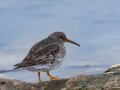 Purple Sandpiper - Old Hickory Lake--Snow Bunting Peninsula (Old Hickory Pointe), Davidson, Tennessee 1/31/2025