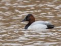 Canvasback - Dunbar Cave State Park, Clarksville US-TN 36.55049, -87.30572, Montgomery, Tennessee 2/1/2025