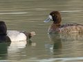 Lesser Scaup - Dunbar Cave State Park, Clarksville US-TN 36.55119, -87.30566, Montgomery, Tennessee, 3/13/2025