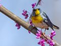 Northern Parula - Gatling Point Rec Area (36.5575,-87.9038), Stewart	Tennessee, 4/1/2025