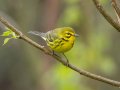 Prairie Warbler	1038–1098 Prairie Warbler - Barnhill Rd, Clarksville US-TN 36.55173, -87.27645, Montgomery, Tennessee, 4/6/2025