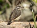 Louisiana Waterthrush- 1268 The Trace, Dover US-TN 36.55396, -87.90181, Stewart, Tennessee, 4/7/2025