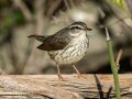 Louisiana Waterthrush- 1268 The Trace, Dover US-TN 36.55396, -87.90181, Stewart, Tennessee, 4/7/2025