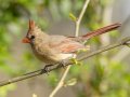 Northern Cardinal - 1268 The Trace, Dover US-TN 36.55396, -87.90181, Stewart, Tennessee, 4/7/2025