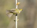 White-eyed Vireo - 1268 The Trace, Dover US-TN 36.55396, -87.90181, Stewart, Tennessee, 4/7/2025