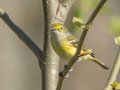 White-eyed Vireo - 1268 The Trace, Dover US-TN 36.55396, -87.90181, Stewart, Tennessee, 4/7/2025