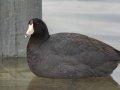 American Coot - Paris Landing SP--Campground, Henry, Tennessee, 4/10/2025