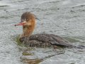 Red-breasted Merganser - Paris Landing SP--Campground, Henry, Tennessee, 4/10/2025