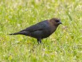 Brown-headed Cowbird - Paris Landing SP--Campground, Henry, Tennessee, 4/10/2025