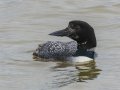 Common Loon - Paris Landing SP, Henry, Tennessee, 4/10/2025