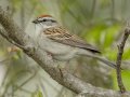 Chipping Sparrow - Paris Landing SP, Henry, Tennessee, 4/10/2025