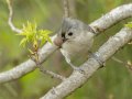 Tufted Titmouse - Paris Landing SP--Campground, Henry, Tennessee, 4/10/2025