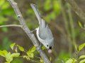 Tufted Titmouse - Paris Landing SP--Campground, Henry, Tennessee, 4/10/2025