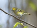 White-eyed Vireo - Gatling Point Rec Area (36.5575,-87.9038), Stewart, Tennessee, 4/10/2025