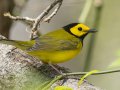 Hooded Warbler - Gatling Point Rec Area (36.5575,-87.9038), Stewart, Tennessee, 4/10/2025
