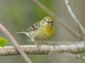Pine Warbler - Paris Landing SP, Henry, Tennessee, 4/10/2025