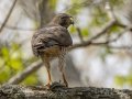 Broad-winged Hawk - Gatling Point Rec Area (36.5575,-87.9038), Stewart, Tennessee, 4/10/2025