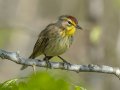 Palm Warbler - 1268 The Trace, Dover US-TN 36.55396, -87.90181, Stewart, Tennessee, 4/9/2025