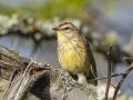 Palm Warbler - 1268 The Trace, Dover US-TN 36.55396, -87.90181, Stewart, Tennessee, 4/9/2025