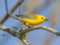 Prothonotary Warbler - 1268 The Trace, Dover US-TN 36.55396, -87.90181, Stewart, Tennessee, 4/9/2025