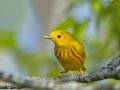 Yellow Warbler - 1268 The Trace, Dover US-TN 36.55396, -87.90181, Stewart, Tennessee, 4/9/2025