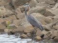 Great Blue Heron, Gatling Point Rec Area (36.5575,-87.9038), Stewart, Tennessee, 4/1/2025