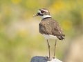 Killdeer, Gatling Point Rec Area (36.5575,-87.9038), Stewart, Tennessee, 4/1/2025