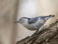 White-breasted Nuthatch, Gatling Point Rec Area (36.5575,-87.9038), Stewart, Tennessee, 4/1/2025