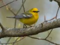 Blue-winged Warbler - 1268 The Trace, Dover US-TN 36.55396, -87.90181, Stewart, Tennessee, 4/13/2025