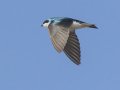 Tree Swallow - 1268 The Trace, Dover US-TN 36.55396, -87.90181, Stewart, Tennessee, 4/13/2025
