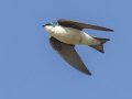 Tree Swallow - 1268 The Trace, Dover US-TN 36.55396, -87.90181, Stewart, Tennessee, 4/13/2025