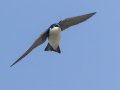 Tree Swallow - 1268 The Trace, Dover US-TN 36.55396, -87.90181, Stewart, Tennessee, 4/13/2025