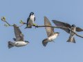 Tree Swallows - 1268 The Trace, Dover US-TN 36.55396, -87.90181, Stewart, Tennessee, 4/13/2025
