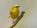 Blue-winged Warbler - Gatling Point Rec Area (36.5575,-87.9038), Stewart, Tennessee, 4/14/2025