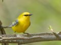 Blue-winged Warbler - Gatling Point Rec Area (36.5575,-87.9038), Stewart, Tennessee, 4/14/2025