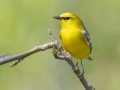 Blue-winged Warbler - Gatling Point Rec Area (36.5575,-87.9038), Stewart, Tennessee, 4/14/2025