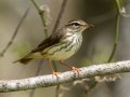 Louisiana Waterthrush - Gatling Point Rec Area (36.5575,-87.9038), Stewart, Tennessee, 4/14/2025