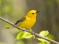 Prothonotary Warbler - Gatling Point Rec Area (36.5575,-87.9038), Stewart, Tennessee, 4/14/2025