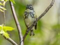 Yellow-rumped Warbler (Myrtle) - Gatling Point Rec Area (36.5575,-87.9038), Stewart, Tennessee, 4/14/2025